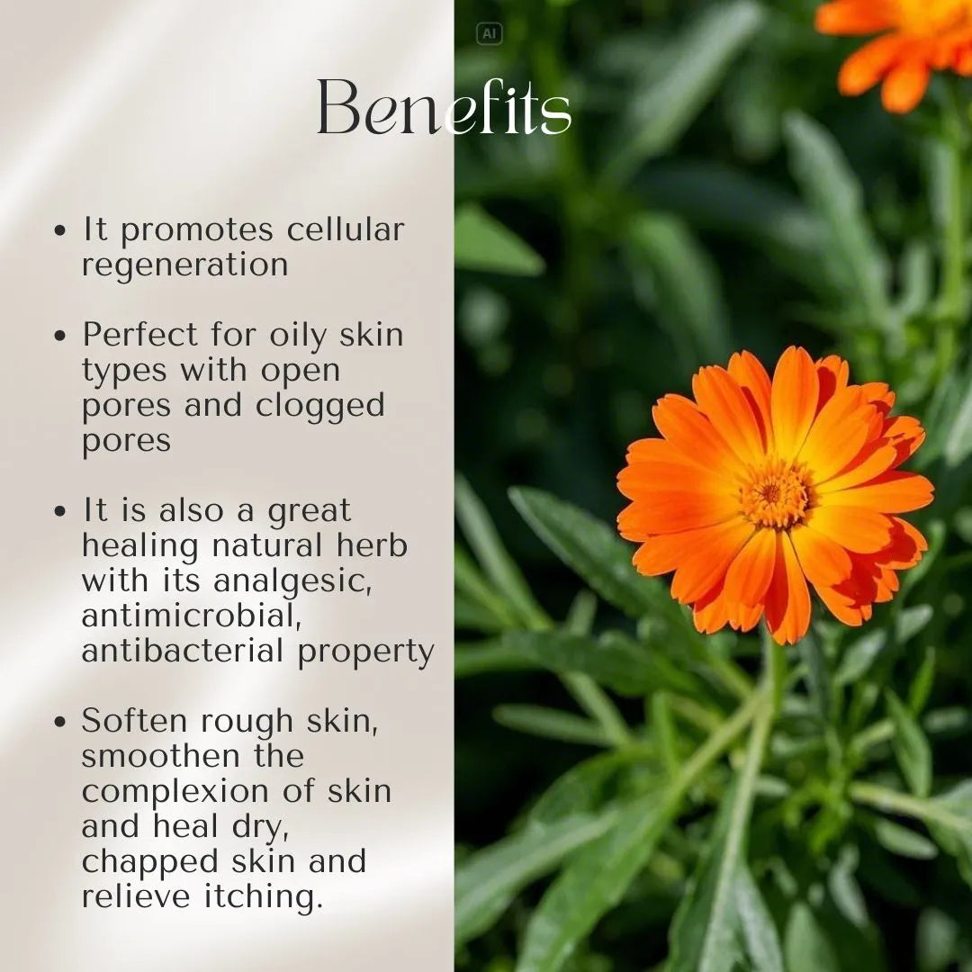 Kiyo BEAUTY Calendula Hydrosol-Hydrosol-Kiyo Beauty India-Kiyo Beauty India