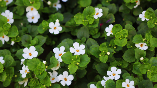 Brahmi (Bacopa monnieri)