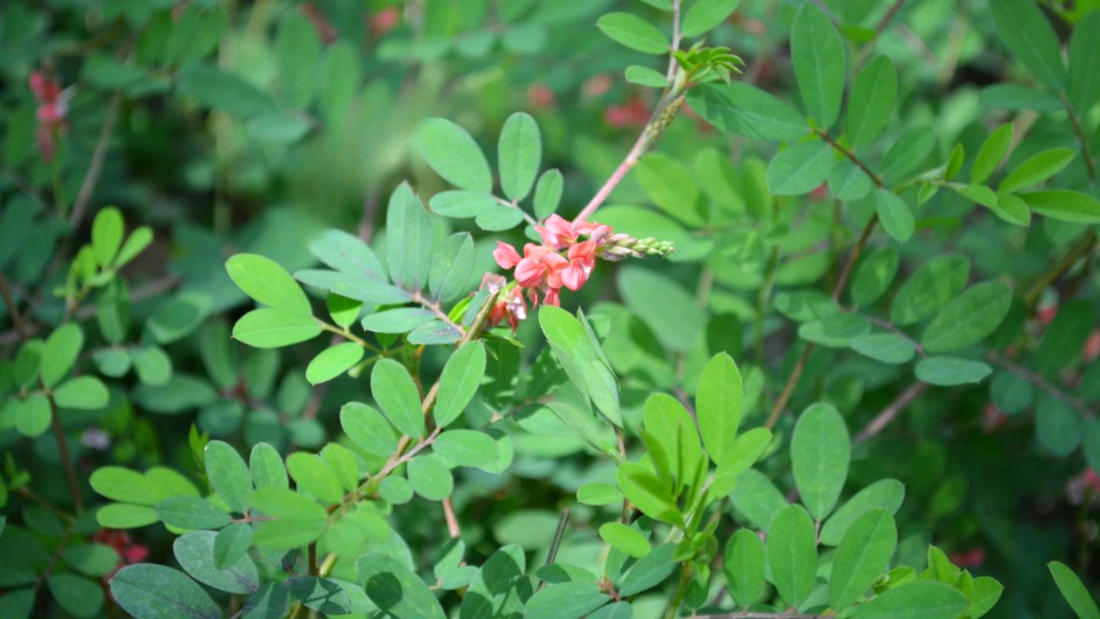 Neeli Aaku (Indigofera tinctoria)