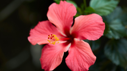 Benefits of hibiscus flower for hair — Japa Kusuma rosa-sinensis used in Kiyo Beauty Ayurvedic Hair Oil