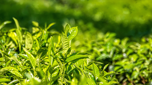 Green tea Camellia sinensis leaves used as an infused herb in Kiyo Beauty Ayurvedic Hair Oil for hair growth and hair fall control