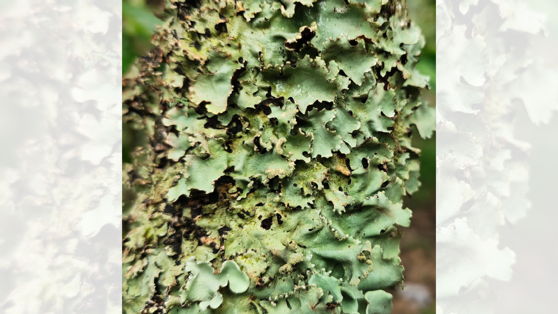 Dagad Phool Parmotrema perlatum stone flower lichen infused in Kiyo Beauty Ayurvedic Hair Oil for scalp health and hair growth