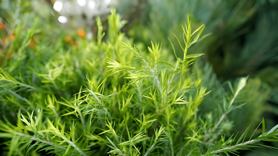 Tea tree Melaleuca alternifolia plant with narrow needle like leaves used as essential oil in Kiyo Beauty Ayurvedic Hair Oil for dandruff and scalp health