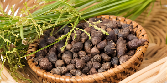 Nagarmotha / Nutgrass / Cyperus rotundus