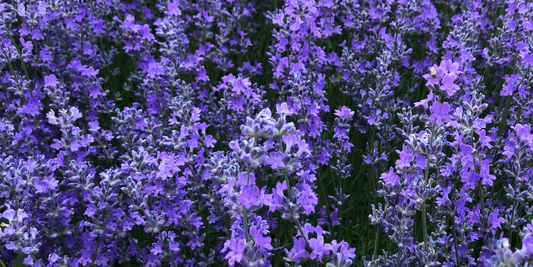 Lavender (Lavandula angustifolia)