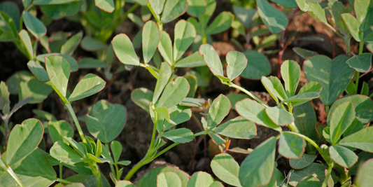 Methi Plant