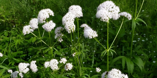 Tagar / Indian Valerian / Valeriana jatamansi