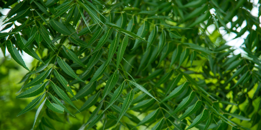 Neem leaves used in Ayurvedic hair care for dandruff control and scalp health