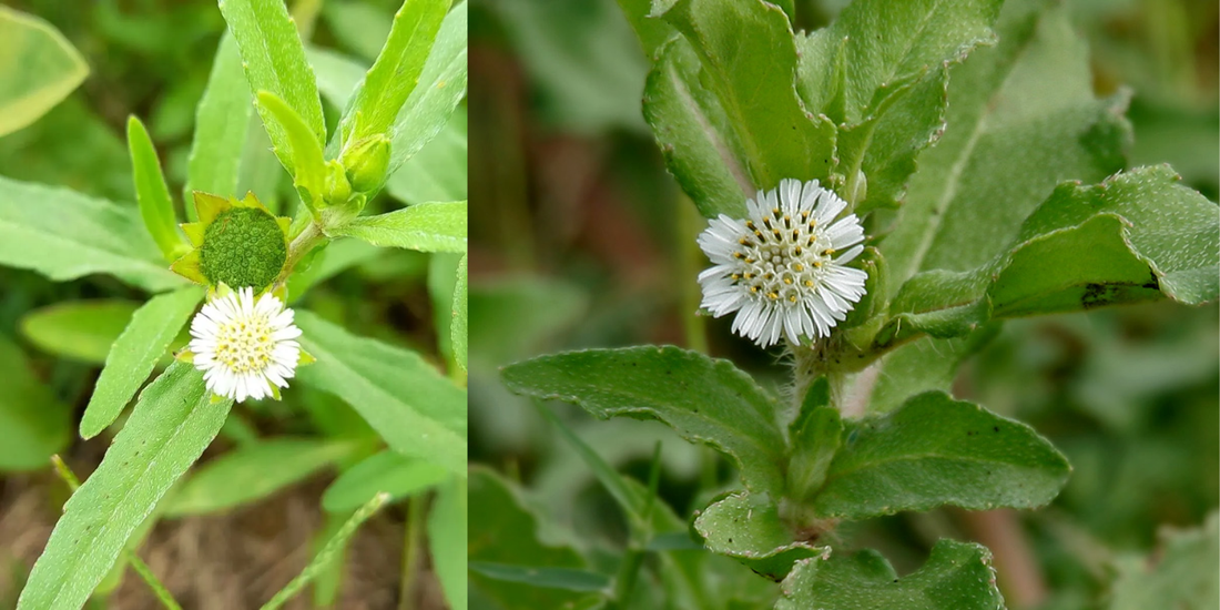 Fresh Bhringraj plant (Eclipta prostrata) known for its hair strengthening benefits