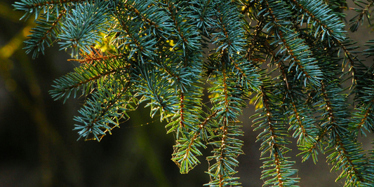 Talispatra (Abies webbiana) Himalayan evergreen herb leaves for Ayurvedic use