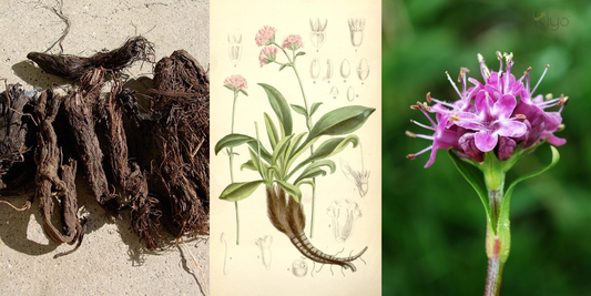 Jatamansi oil source showing Nardostachys jatamansi roots, botanical illustration, and flowering plant