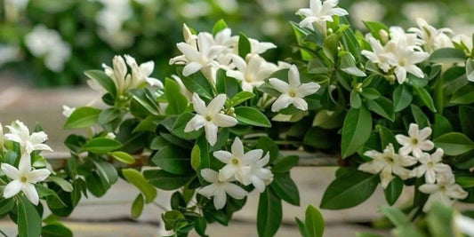 A close-up image of a vibrant Jasminum Officinale vine, covered in small, star-shaped, white flowers and glossy green leaves.