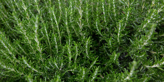 Close-up of dense rosemary plants with bright green, needle-like leaves highlighting the natural texture of the herb.