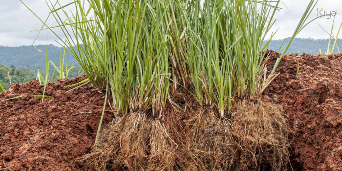 Fresh vetiver plants with long green blades and exposed roots growing in rich soil against a natural outdoor backdrop.
